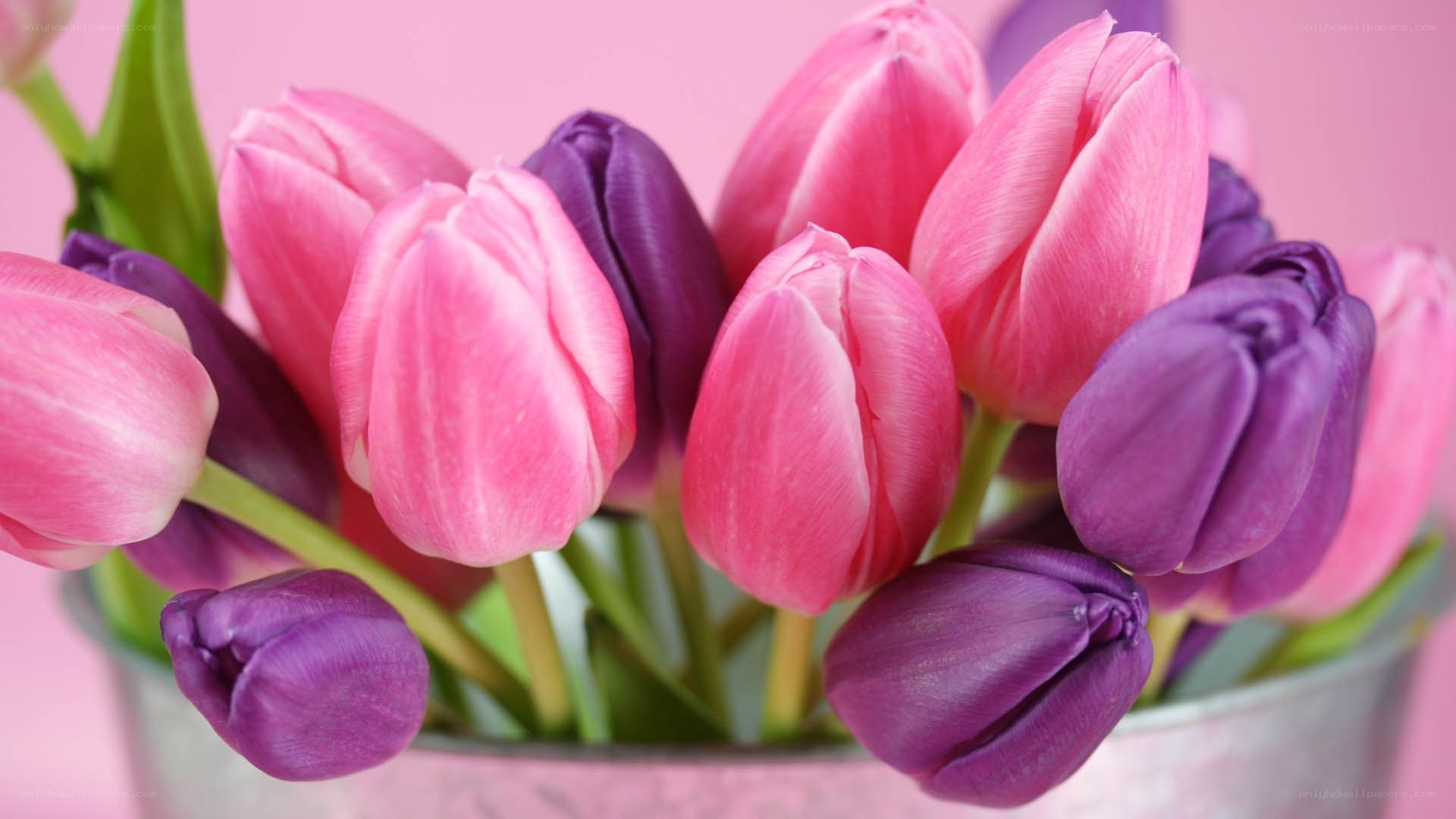 Pink and purple tulips