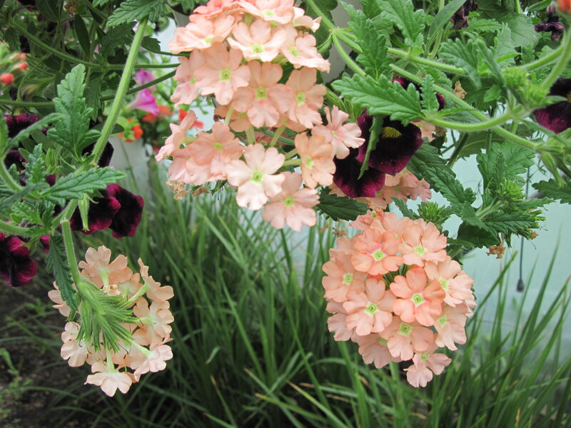 Pink and Purple Verbena Flowers