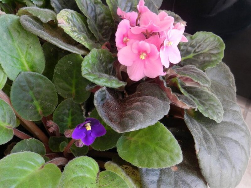 Pink and Purple Violets