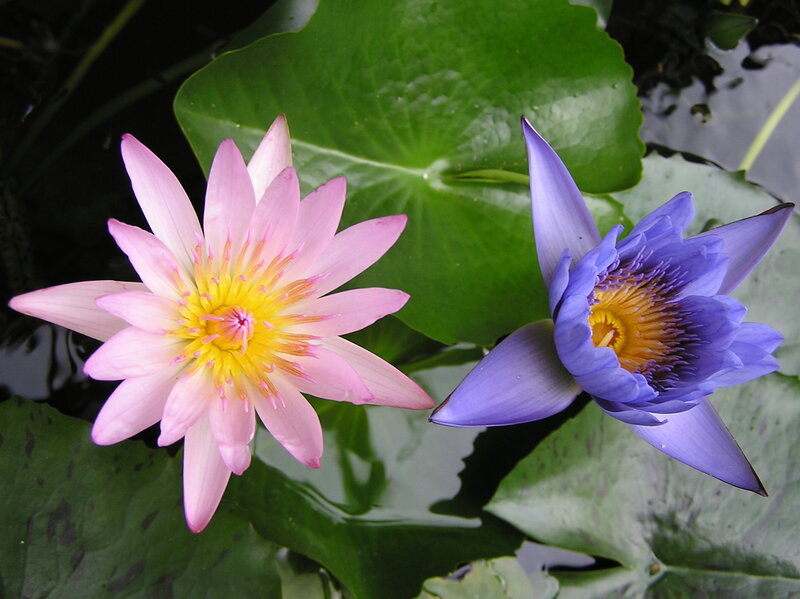 Pink and purple water lilies