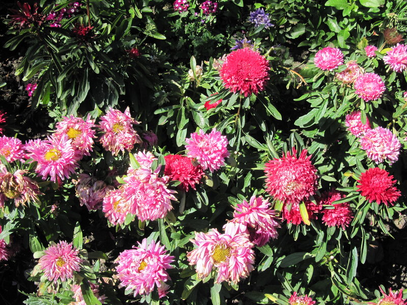 Pink and Red Asters