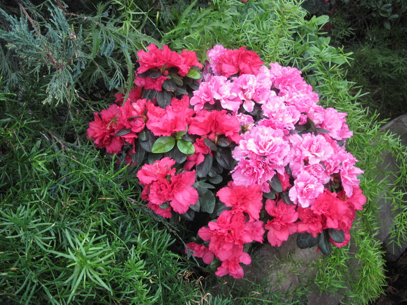 Pink and Red Azaleas — Calm, Spring