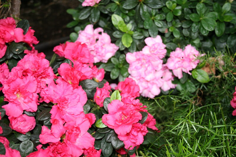Pink and Red Azaleas — Calm