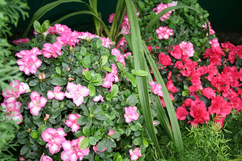 Pink and Red Azaleas
