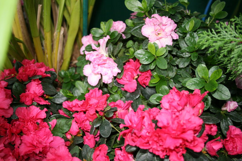 Pink and Red Azaleas — Vibrant
