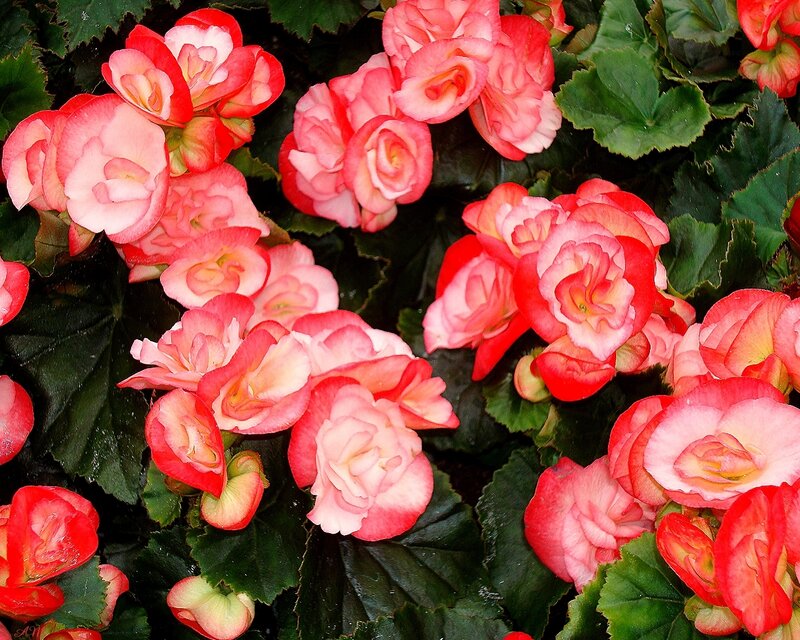 Pink and red begonia flowers