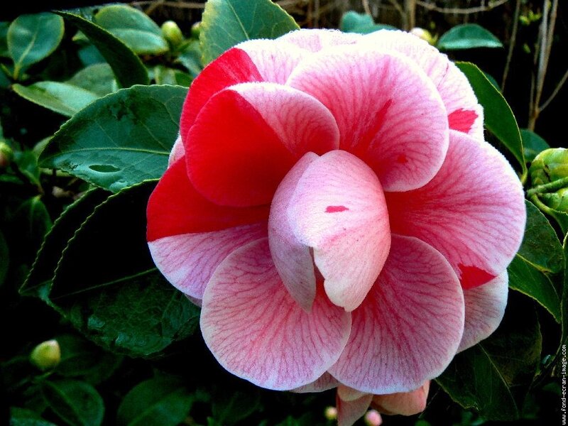 Pink and Red Camellia Flower