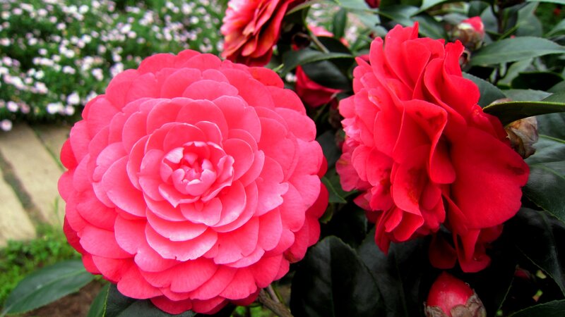 Pink and Red Camellia Flowers