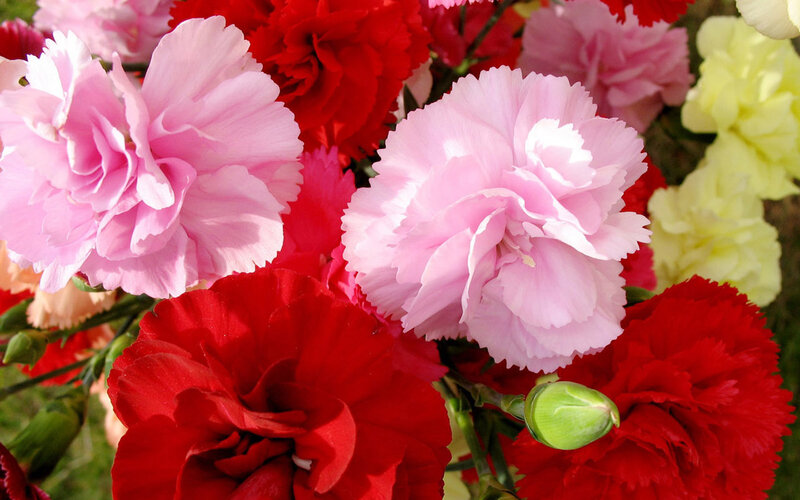 Pink and Red Carnations