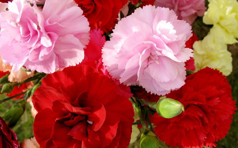 Pink and Red Carnations — Vibrant, Afternoon
