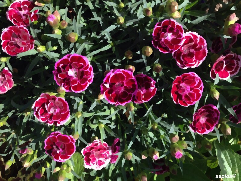 Pink and Red Carnations — Vibrant