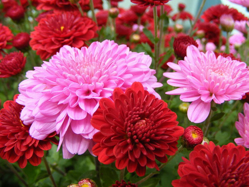Pink and Red Chrysanthemums