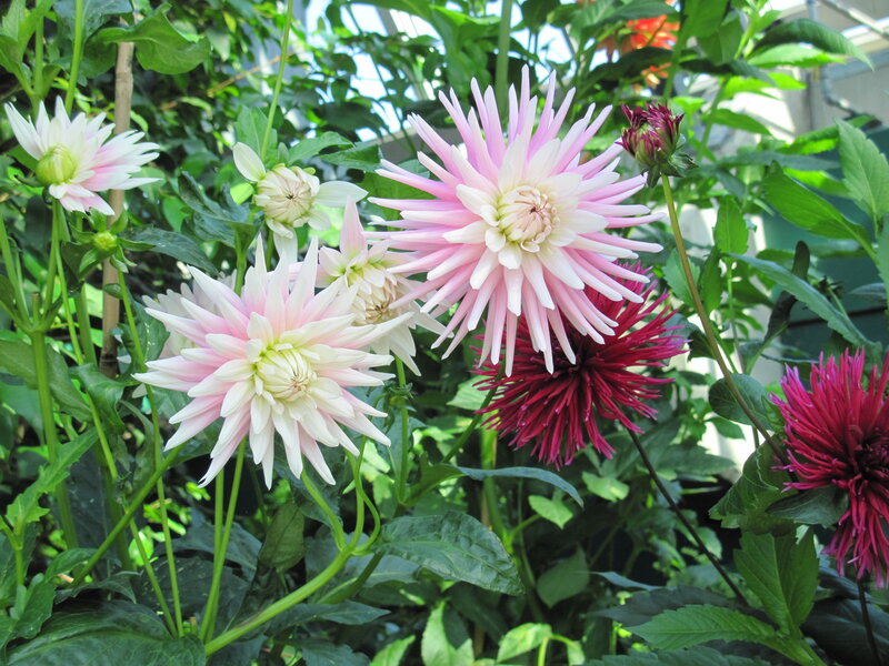 Pink and Red Dahlias — Natural