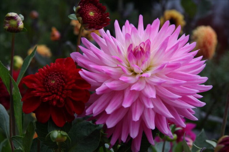 Pink and Red Dahlias