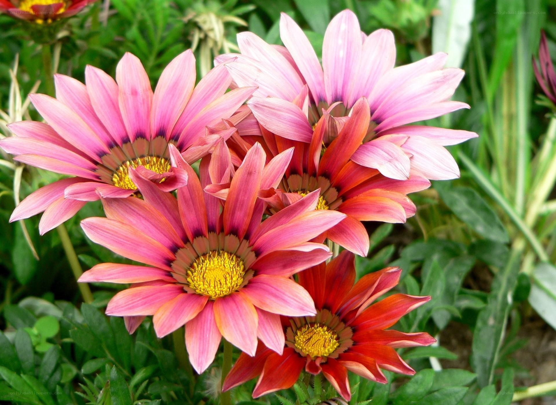 Pink and red daisies in garden