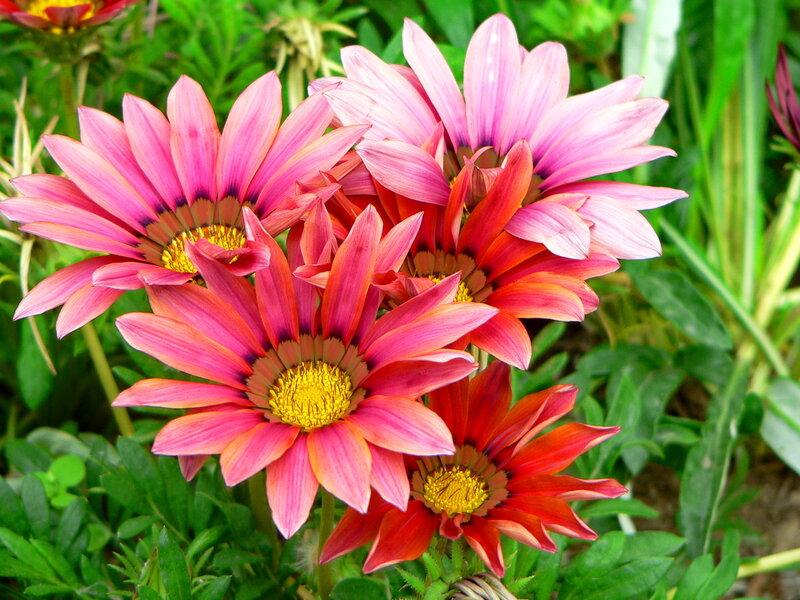 Pink and Red Daisies