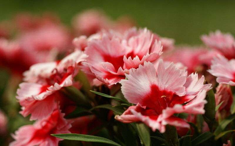 Pink and Red Dianthus Flowers — Calm