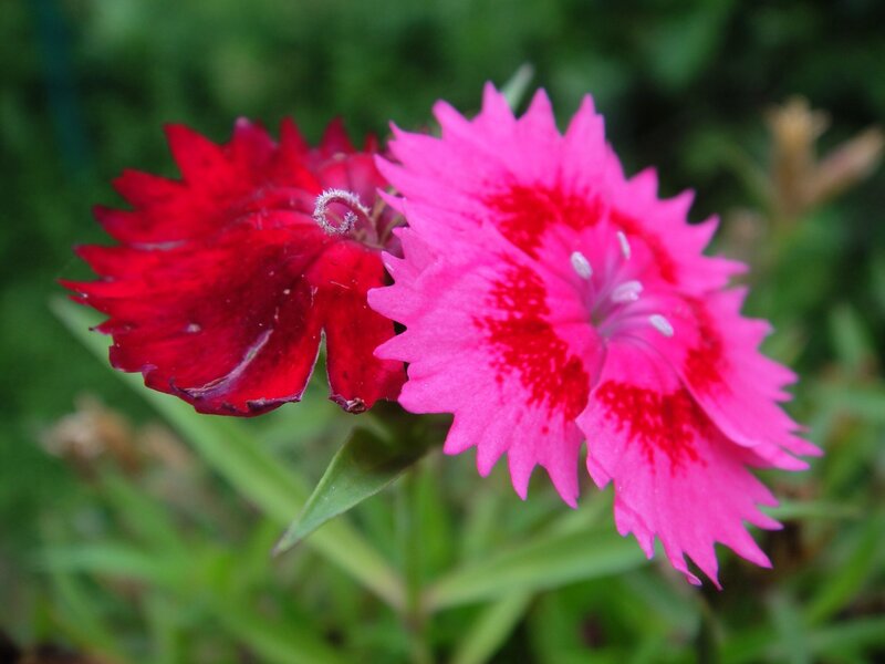 Pink and red dianthus flowers