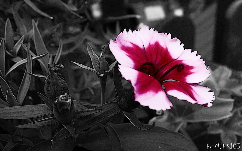 Pink and Red Flower