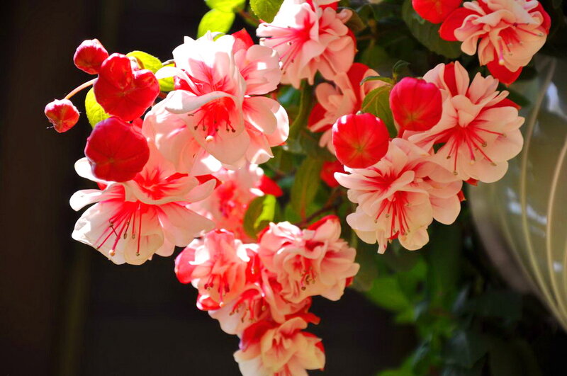 Pink and Red Flowers — Bright