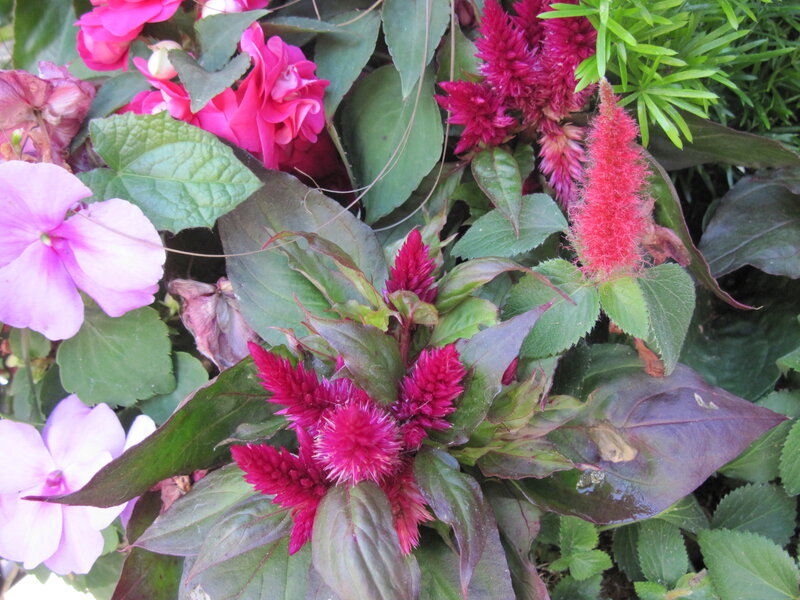 Pink and Red Flowers — Calm, Afternoon