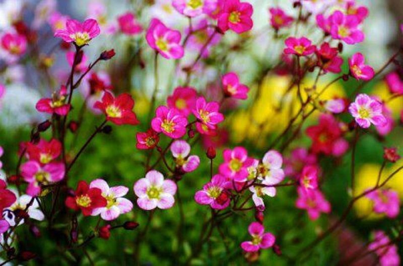 Pink and Red Flowers — Calm, Spring, Photograph