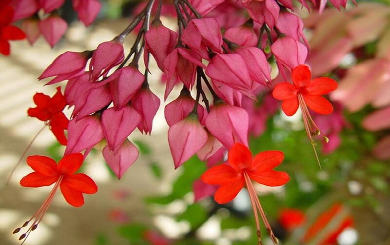Pink and Red Flowers — Calm