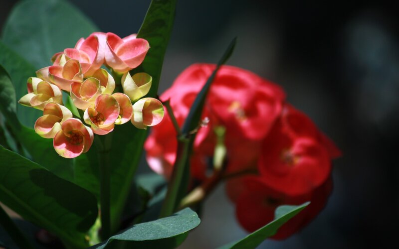 Pink and Red Flowers — Dramatic