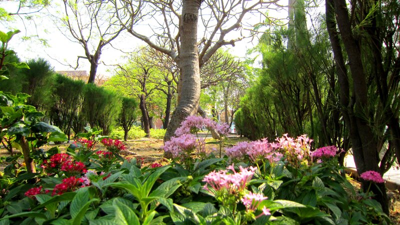 Pink and Red Flowers — Green