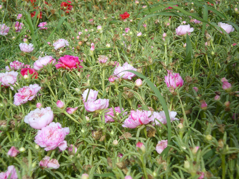 Pink and red flowers in a field