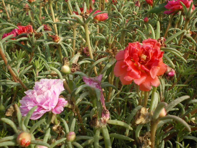 Pink and red flowers in a garden