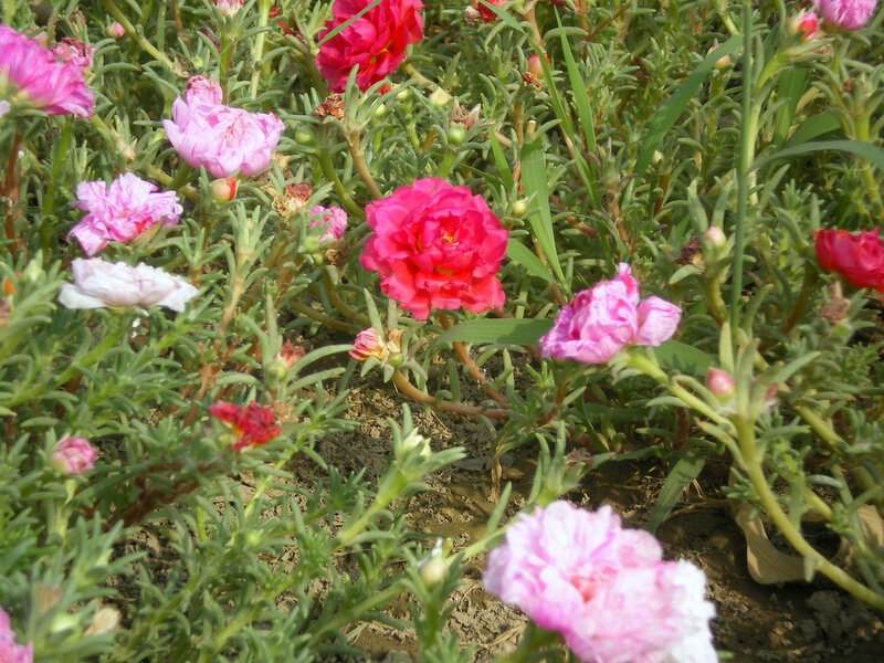 Pink and red flowers in garden
