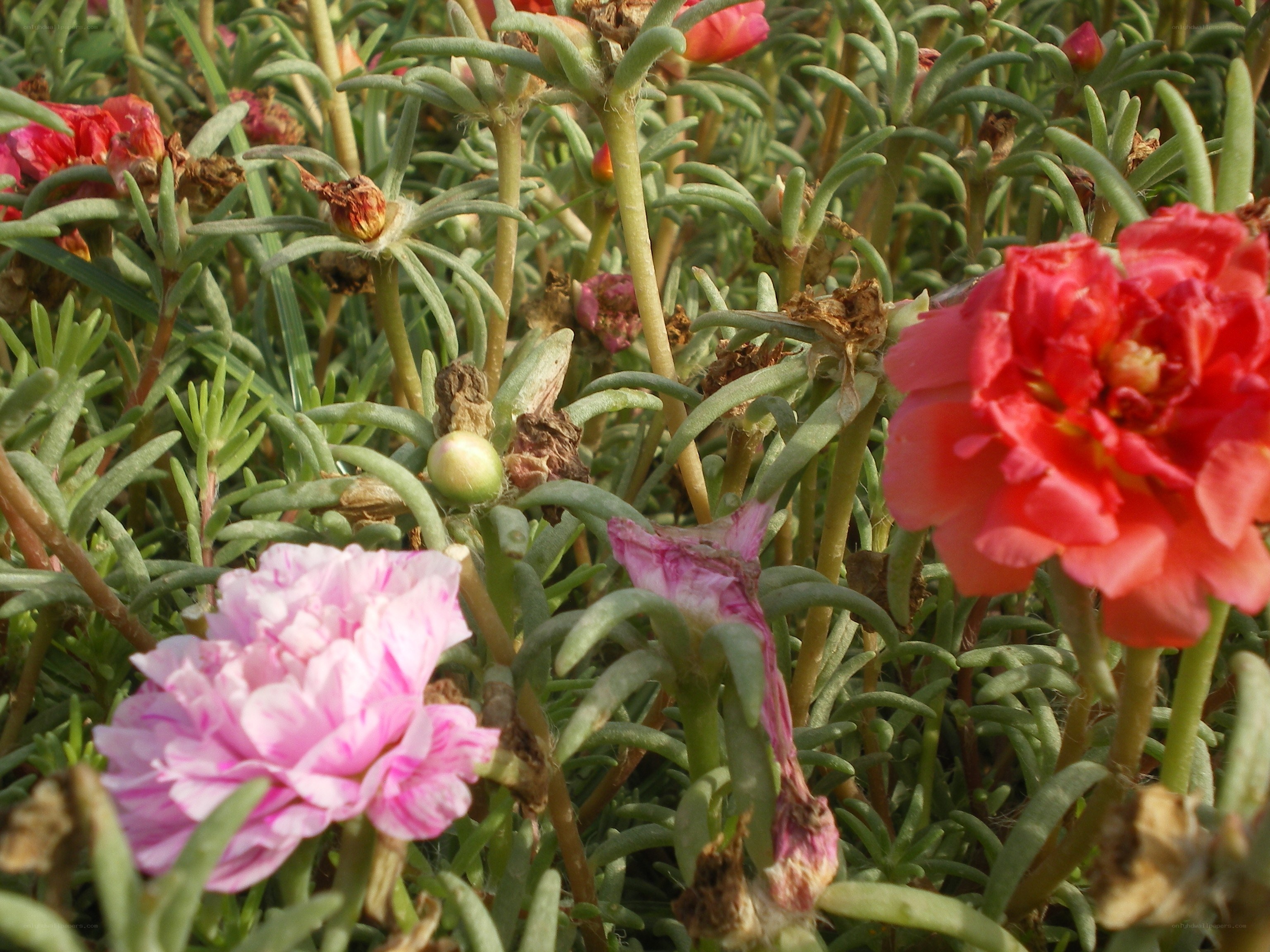 pink and red flowers in garden