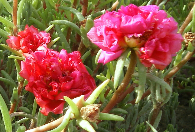 Pink and red flowers in green foliage