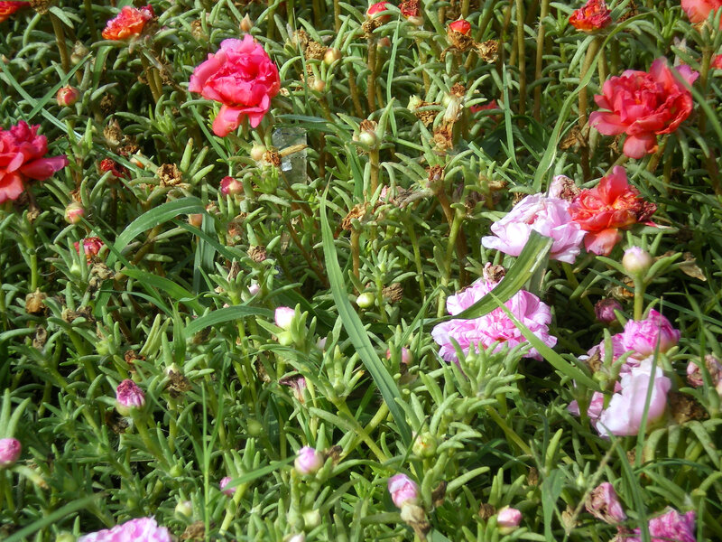 Pink and red flowers in green foliage