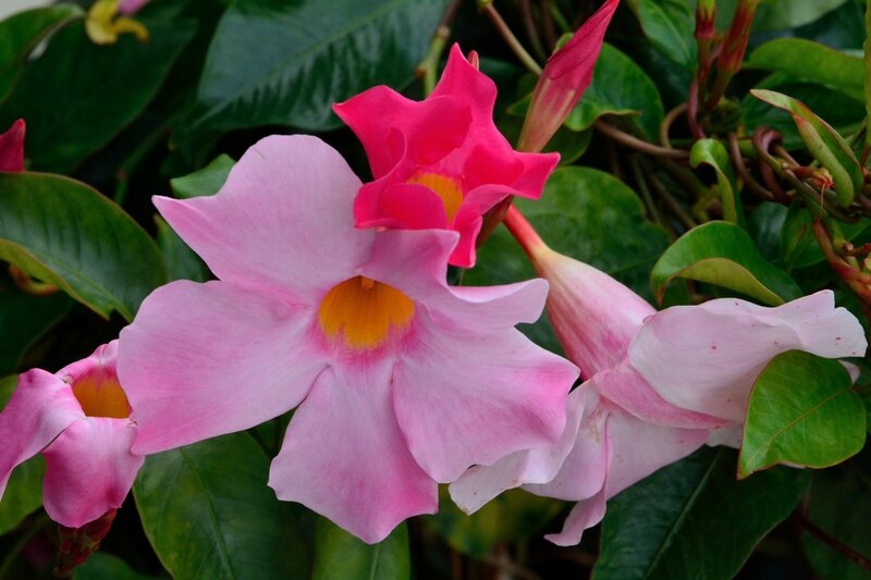 Pink and Red Flowers — Natural