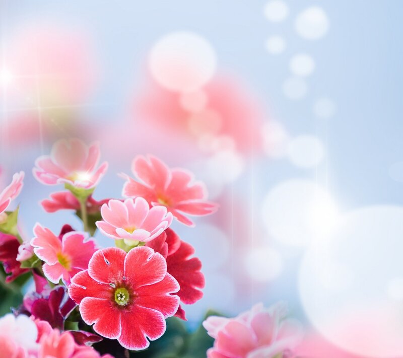 Pink and Red Flowers — Serene