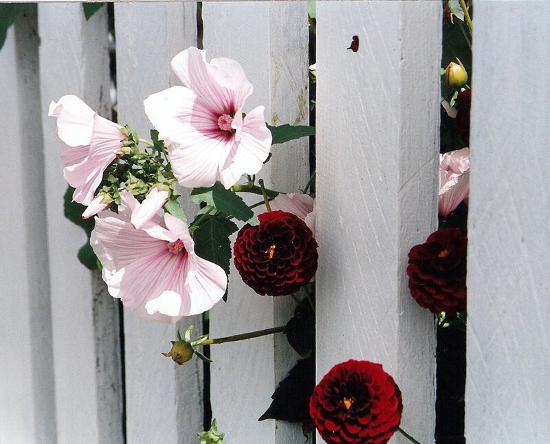 Pink and Red Flowers