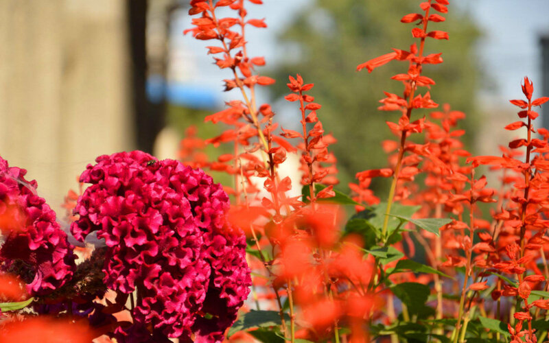Pink and Red Flowers — Vibrant, Afternoon, Photograph, Insect