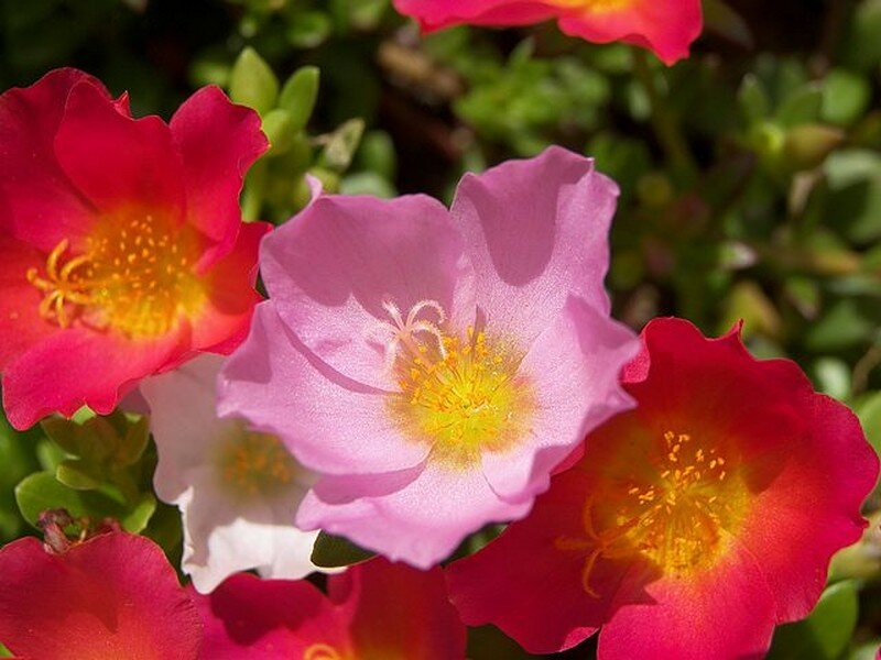Pink and Red Flowers — Vibrant, Afternoon