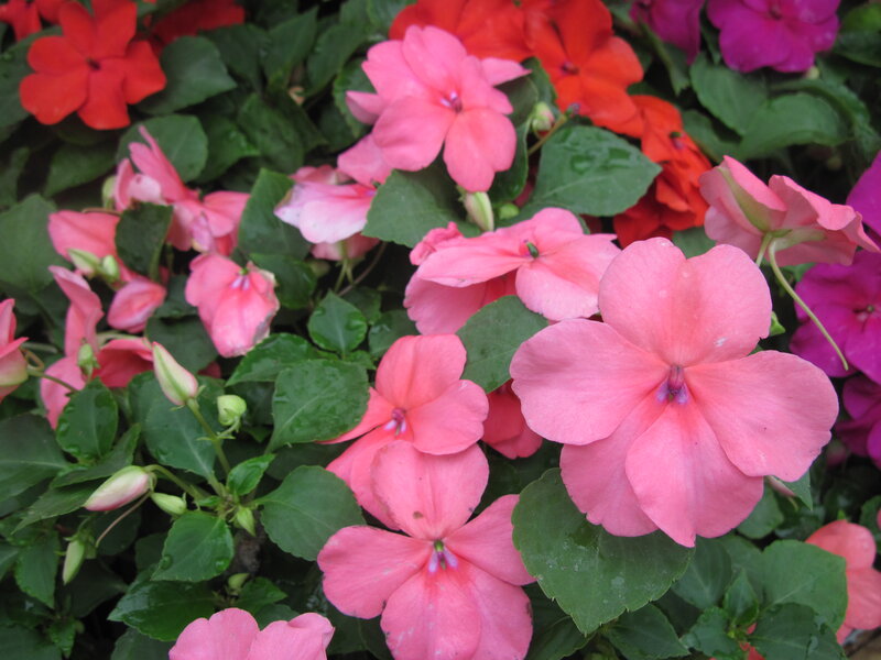 Pink and Red Flowers — Vibrant, Photograph