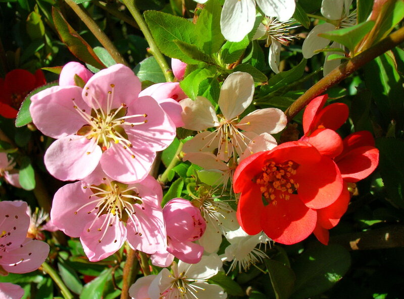 Pink and Red Flowers — Vibrant, Spring