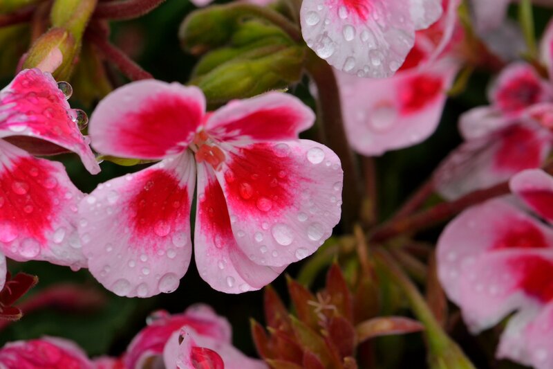 Pink and Red Geranium — Calm