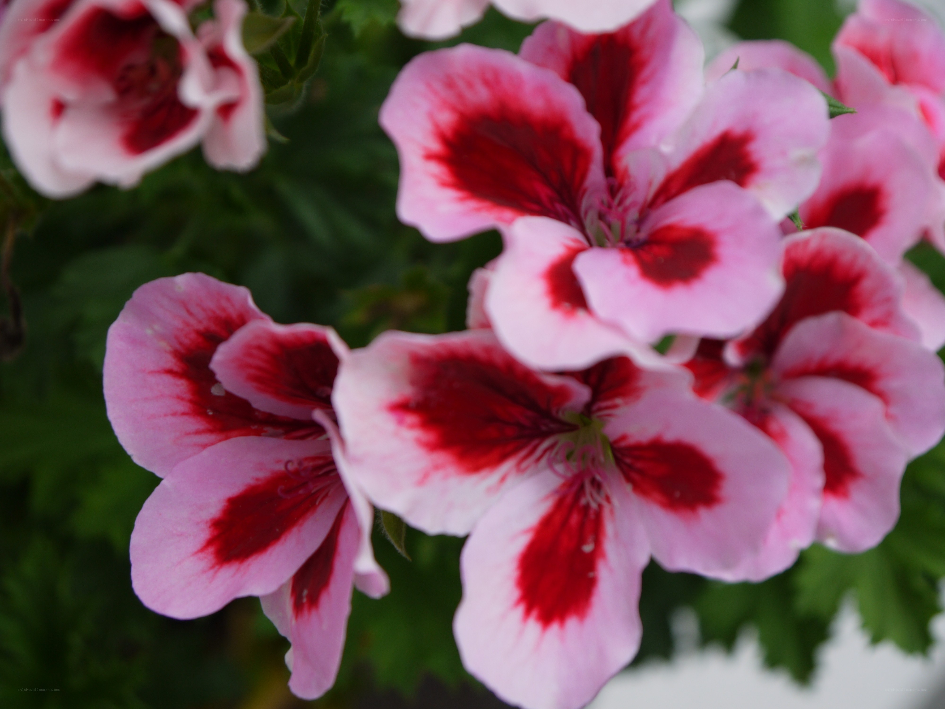 pink and red geranium flowers