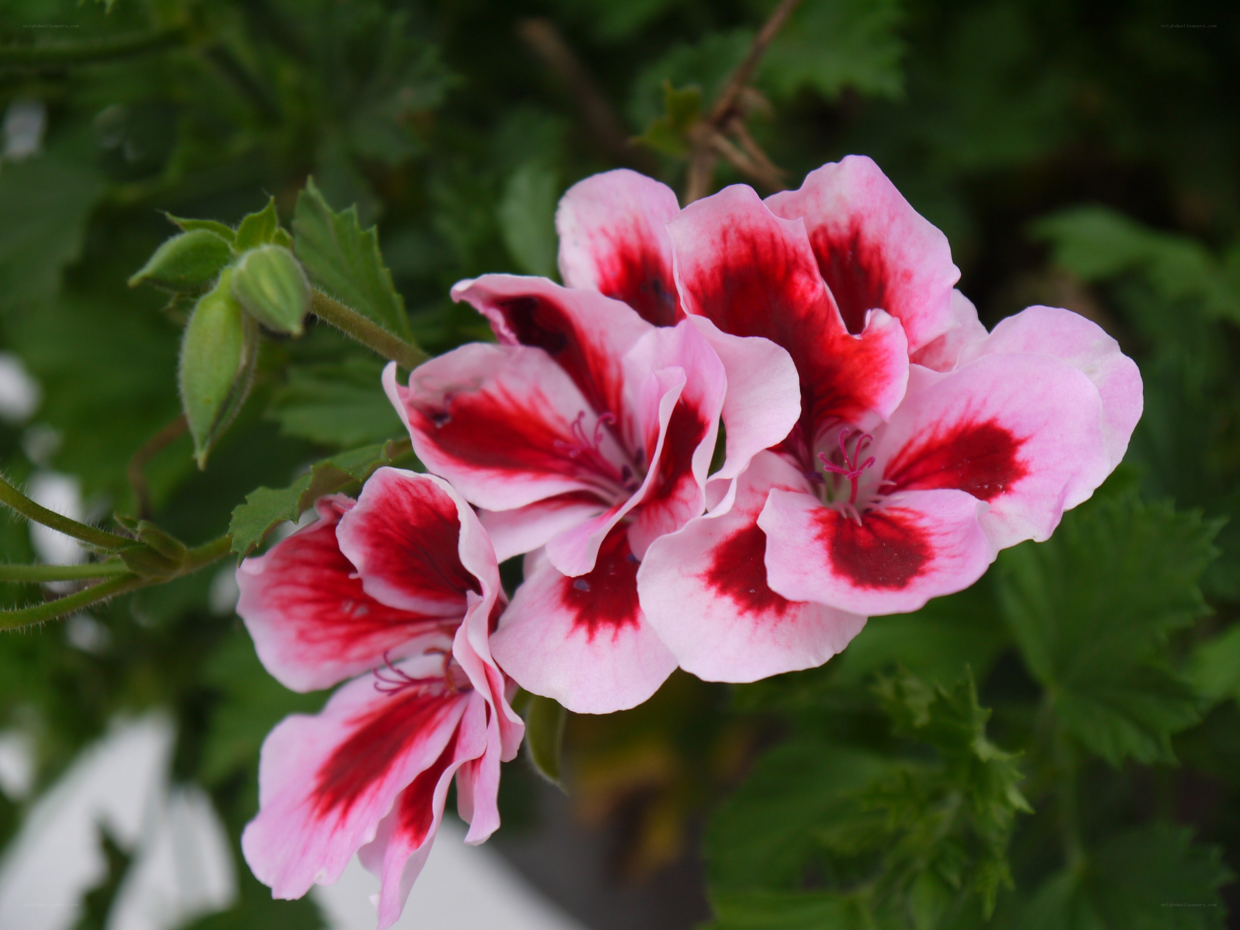 pink and red geranium flowers