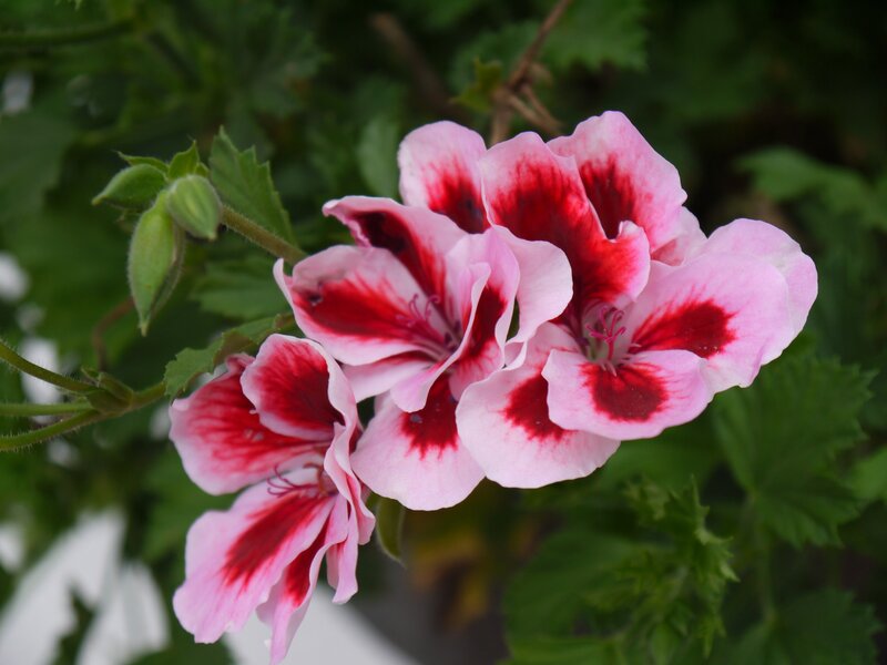 Pink and Red Geranium Flowers — Calm, Photograph, Green Leaves