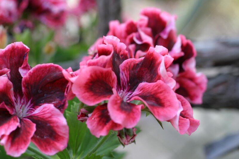 Pink and Red Geranium Flowers — Calm