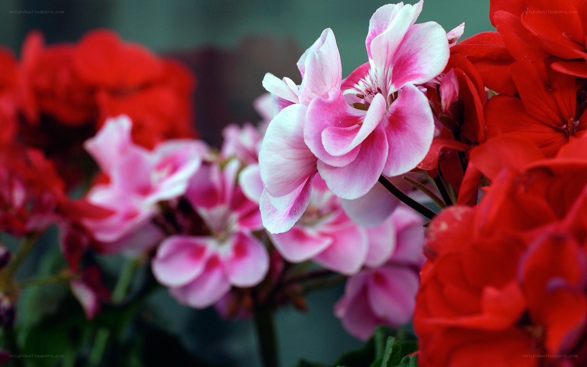 Pink and red geranium flowers