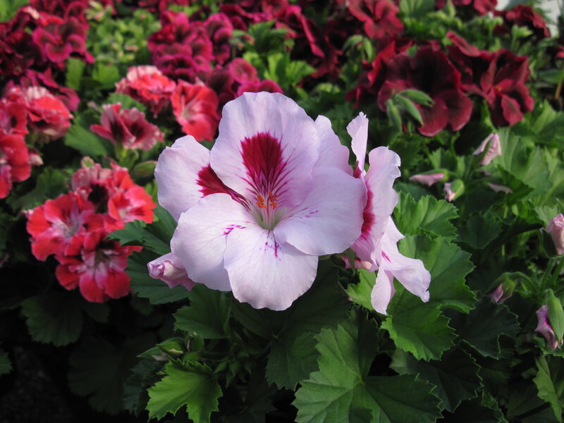 Pink and Red Geranium