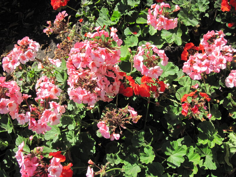 Pink and Red Geraniums — Bright, Afternoon